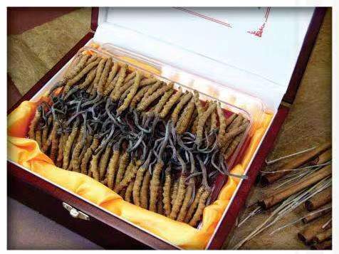 惠东冬虫夏草回收